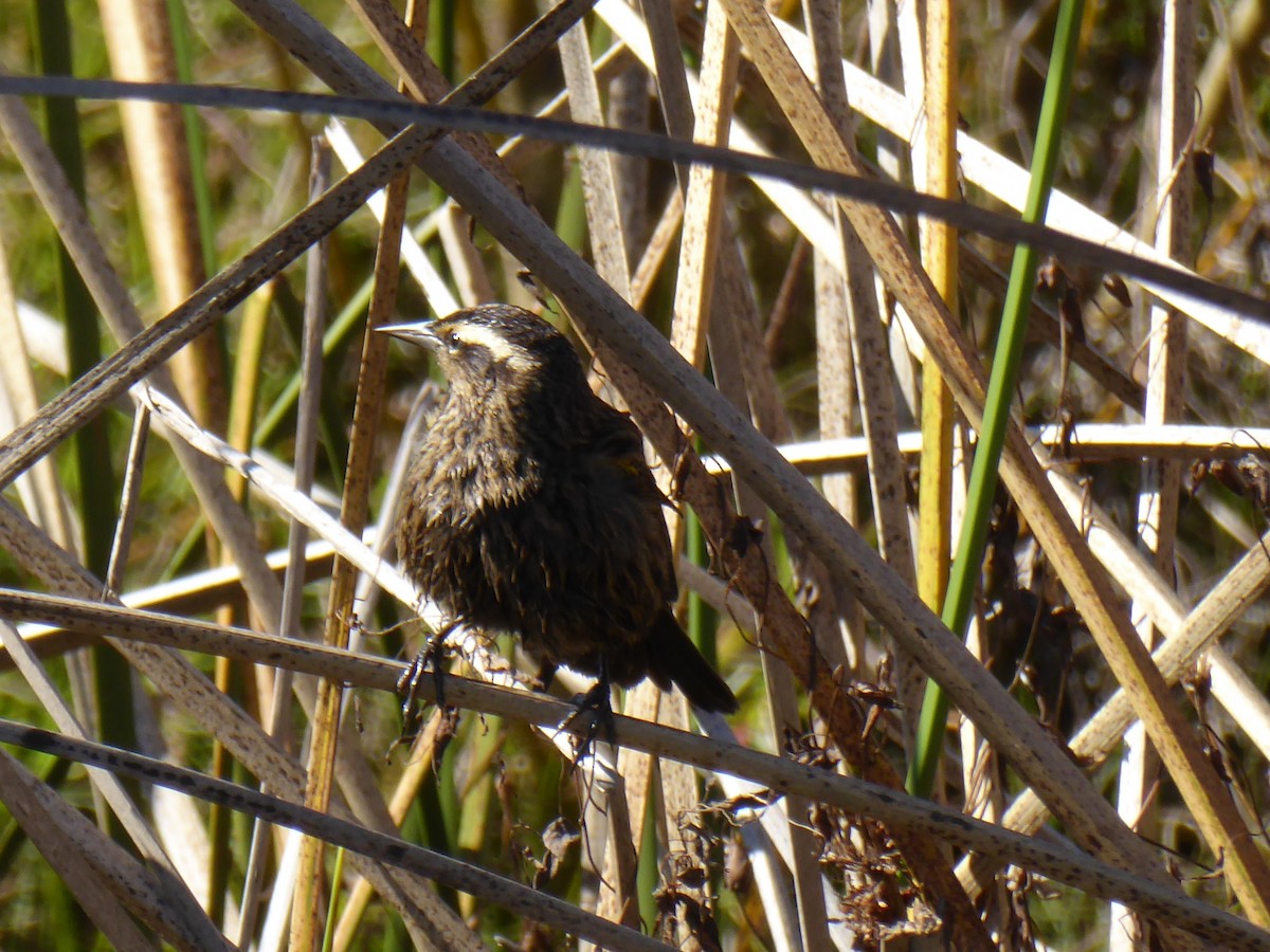 Yellow-winged Blackbird - ML635454329
