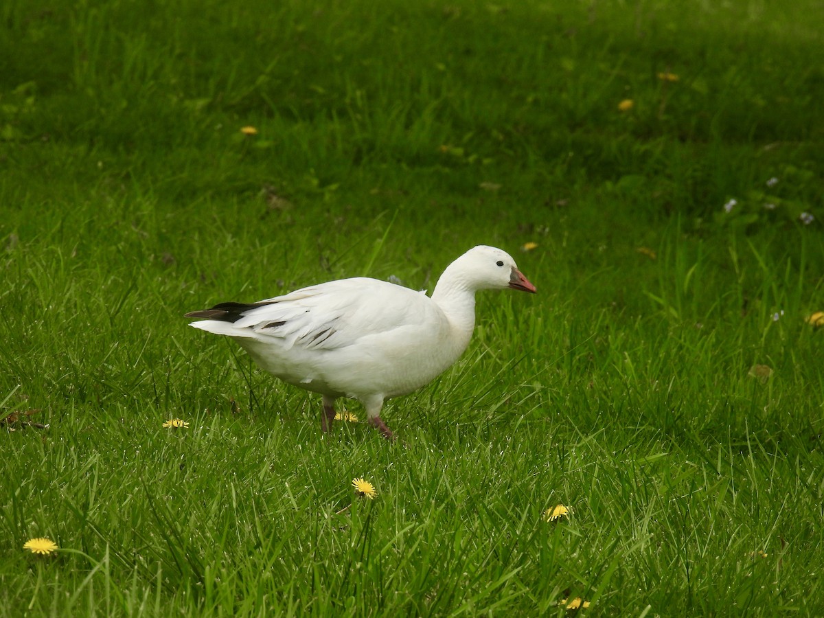 Ross's Goose - ML635454481
