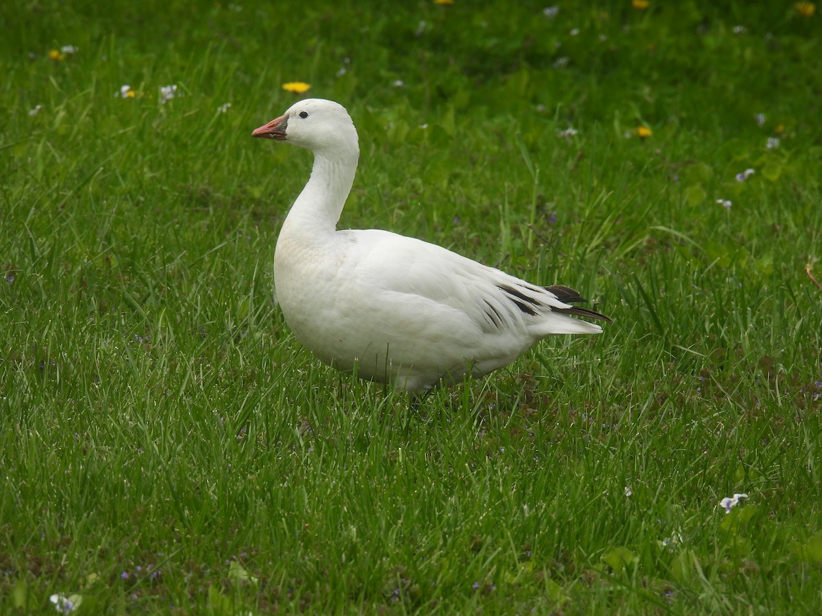 Ross's Goose - ML635454482