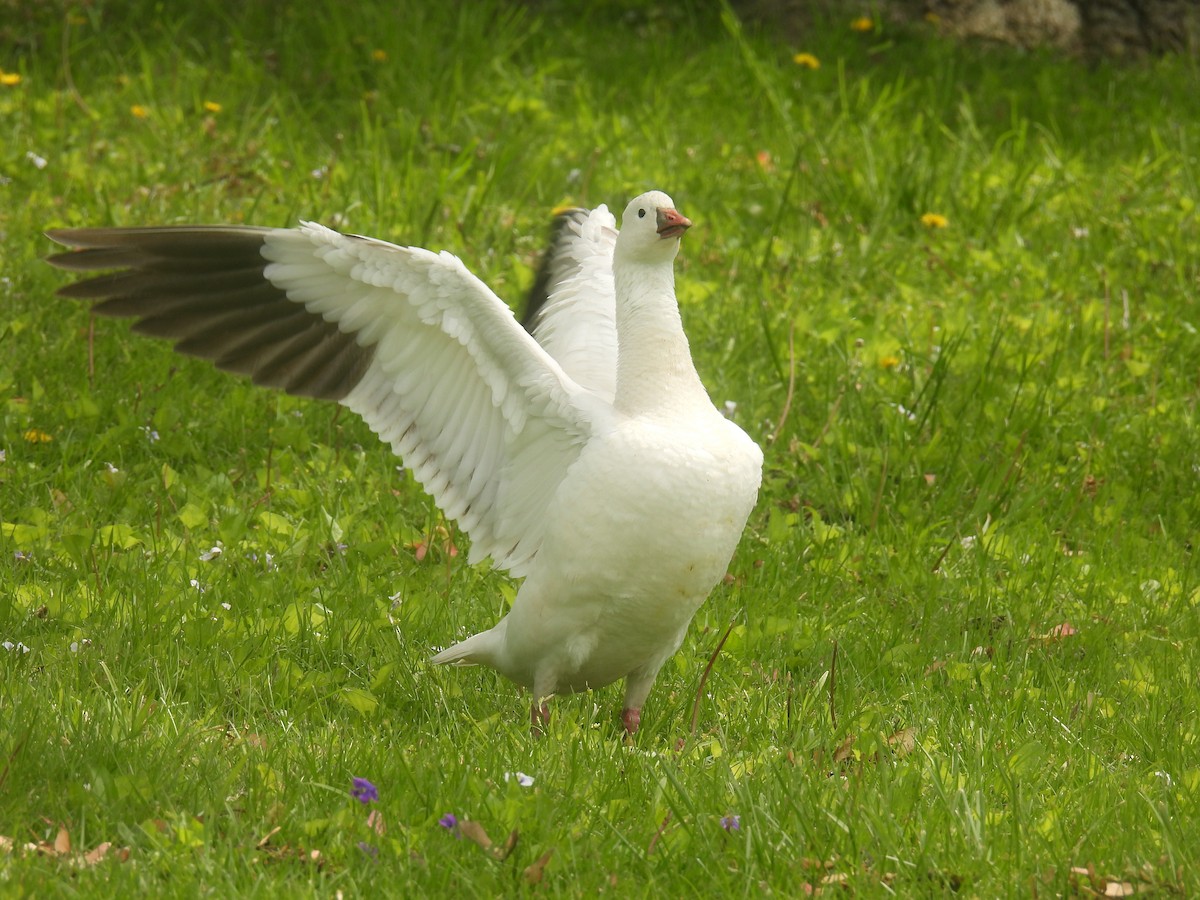 Ross's Goose - ML635454484