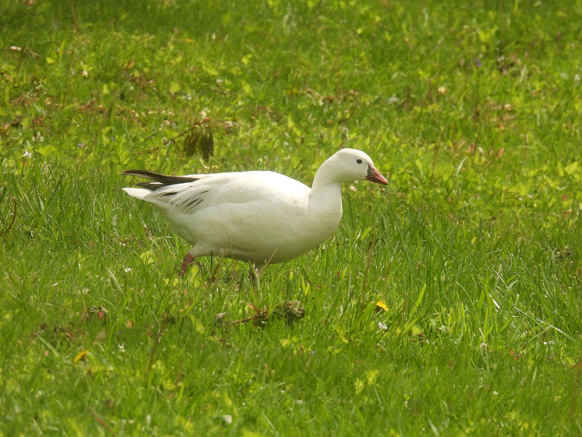 Ross's Goose - ML635454485