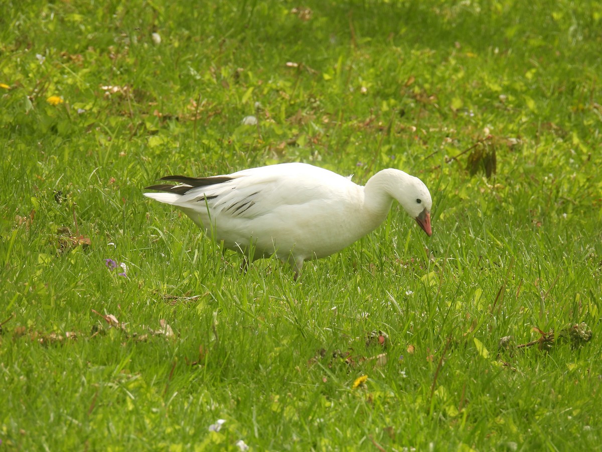 Ross's Goose - ML635454487