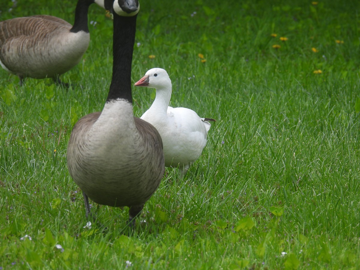 Ross's Goose - ML635454489