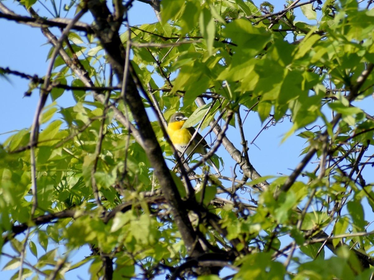 Yellow-breasted Chat - ML635454511