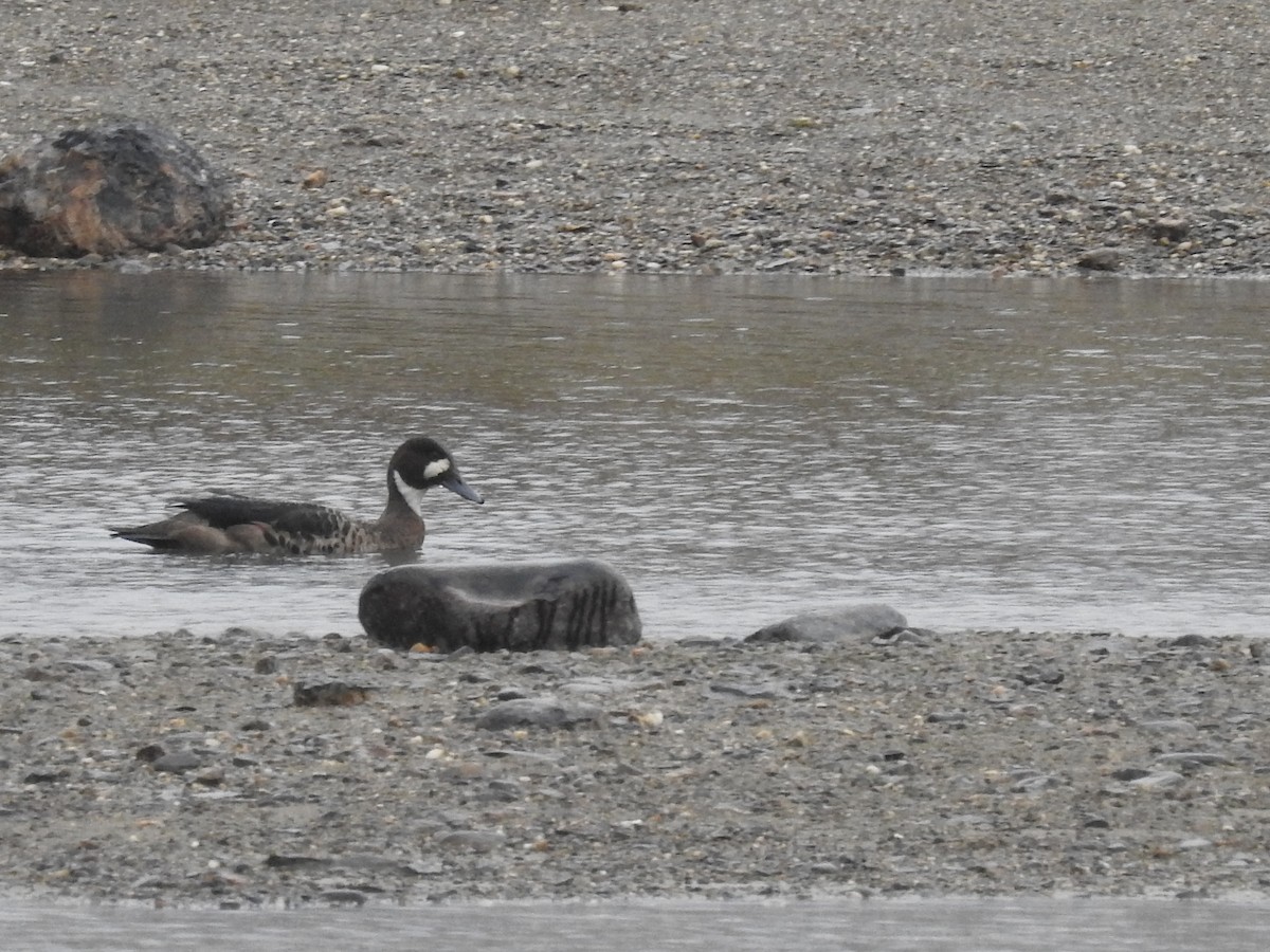 Spectacled Duck - ML635454529