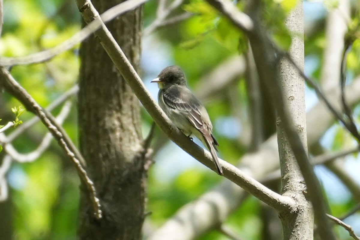 Alder/Willow Flycatcher (Traill's Flycatcher) - ML635454561