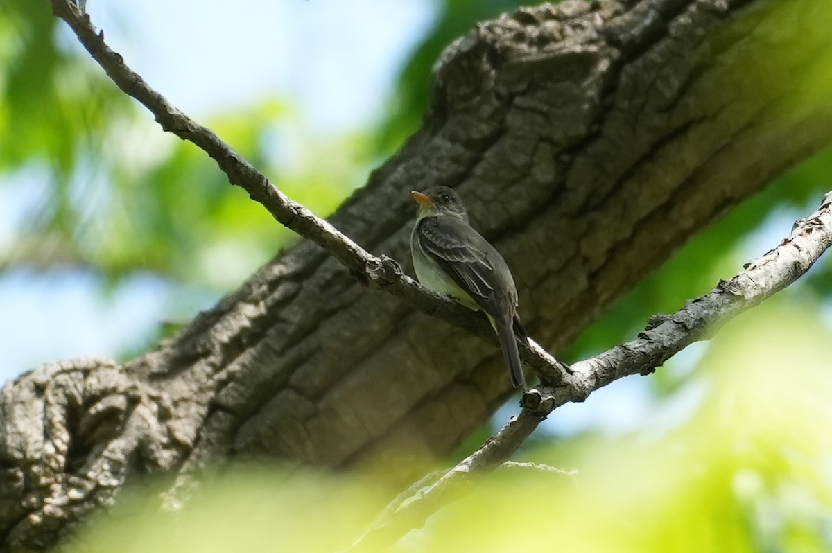 Alder/Willow Flycatcher (Traill's Flycatcher) - ML635454562