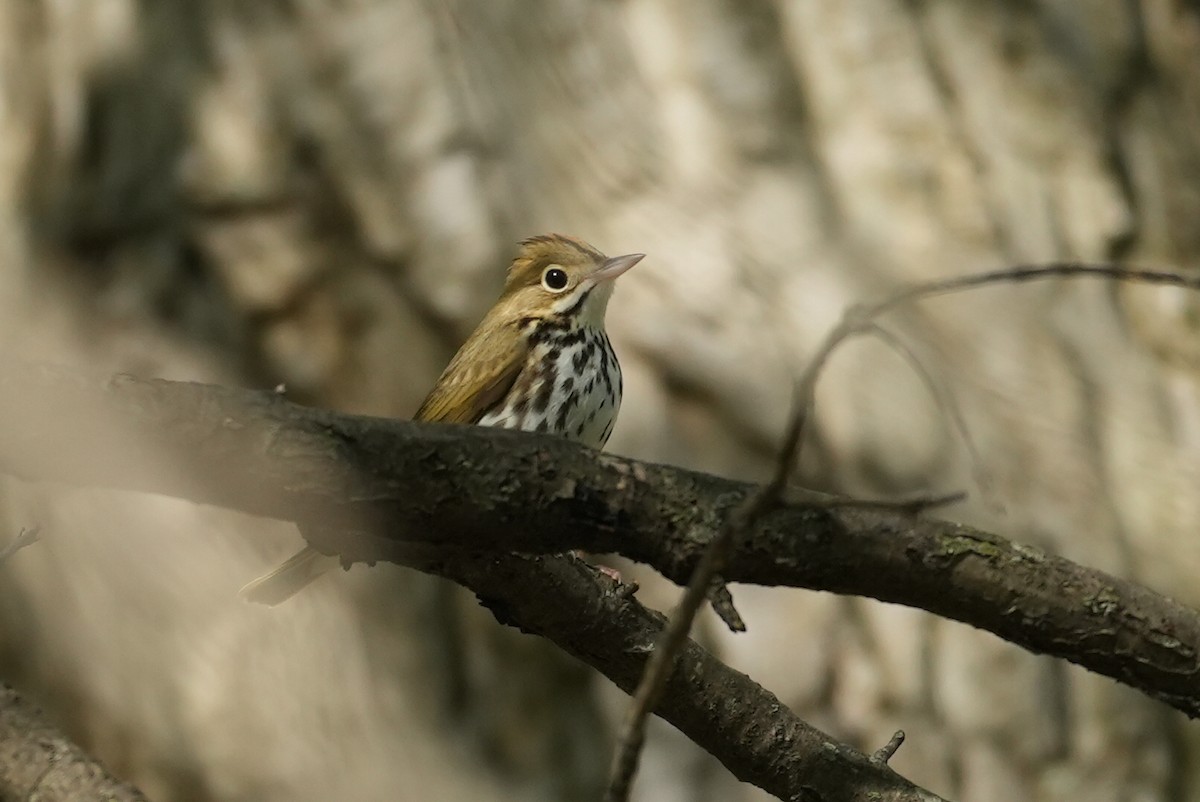 Ovenbird - ML635454722