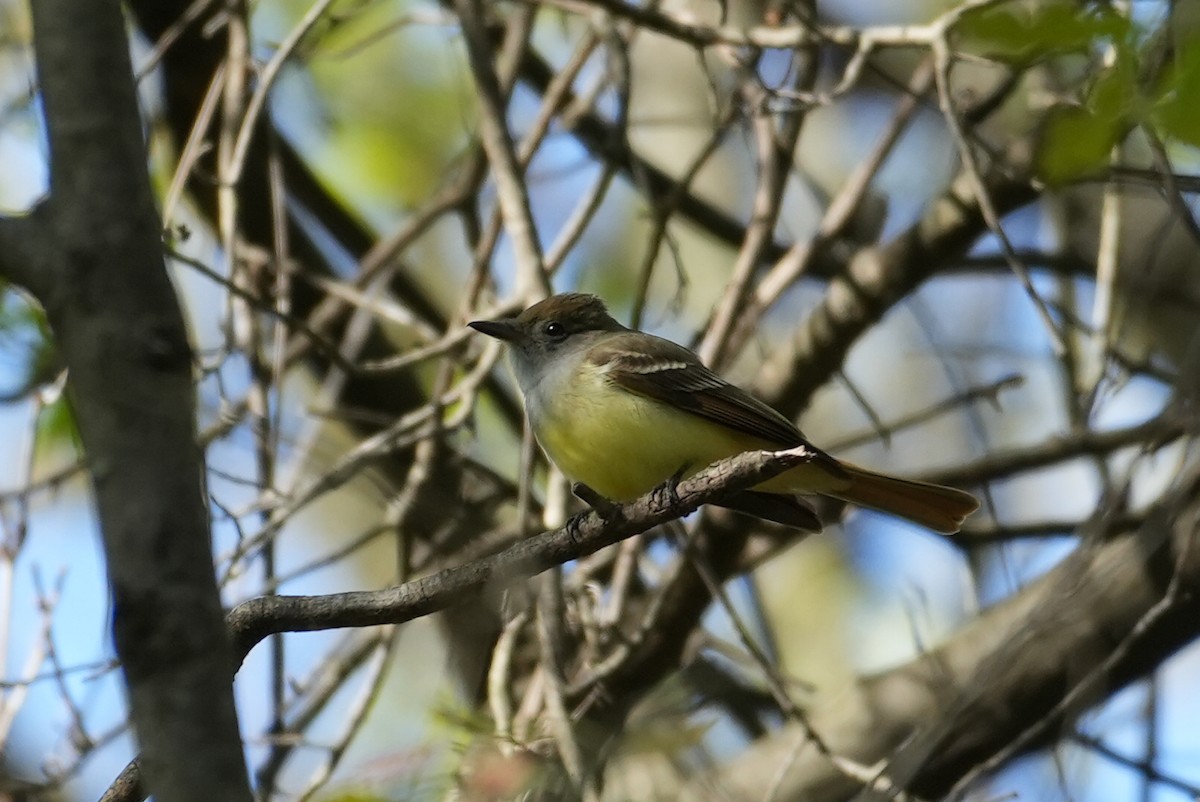 Great Crested Flycatcher - ML635454760