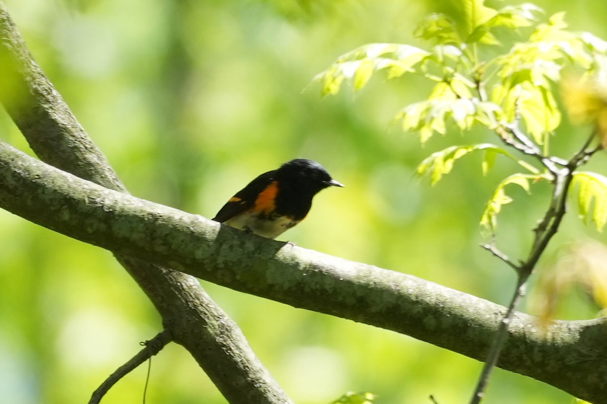 American Redstart - ML635454783
