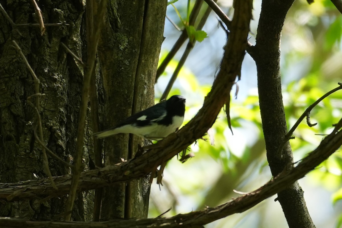 Black-throated Blue Warbler - ML635454791