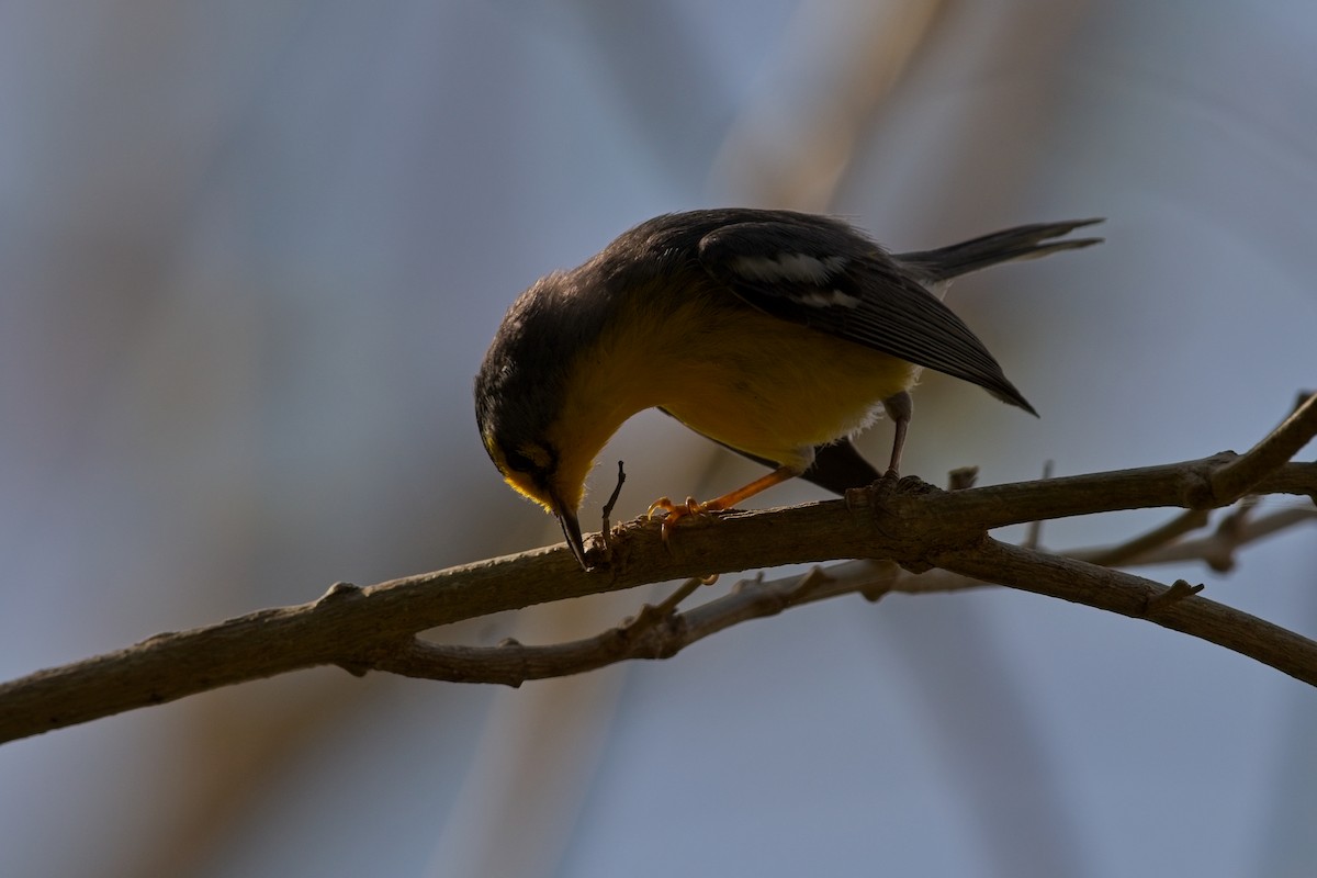 St. Lucia Warbler - ML635454859