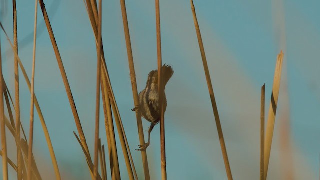 Marsh Wren - ML635454931