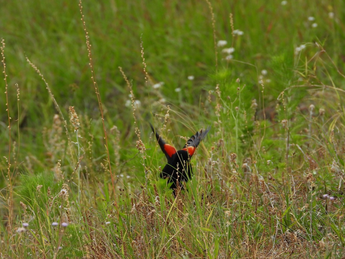 Red-winged Blackbird - ML635454940