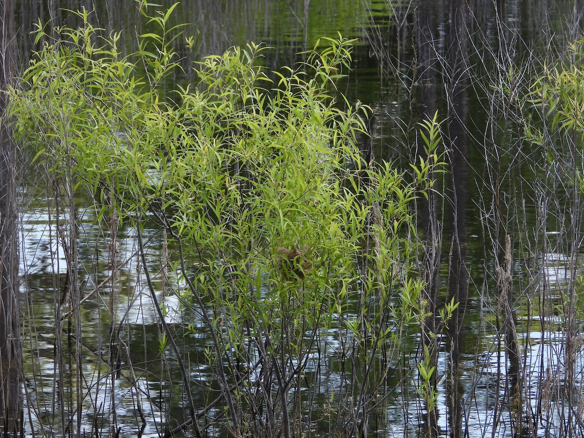 Red-winged Blackbird - ML635454942