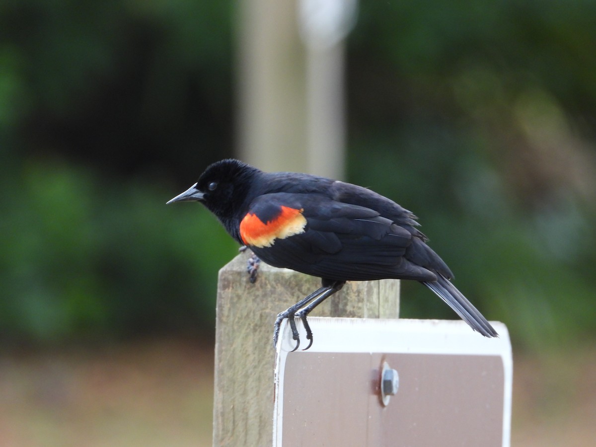 Red-winged Blackbird - ML635454944