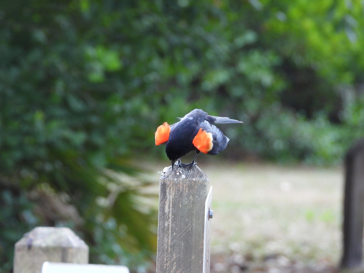 Red-winged Blackbird - ML635454945