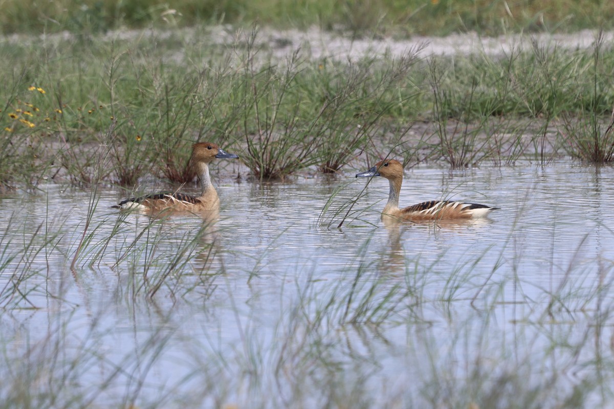 Fulvous Whistling-Duck - ML635455098