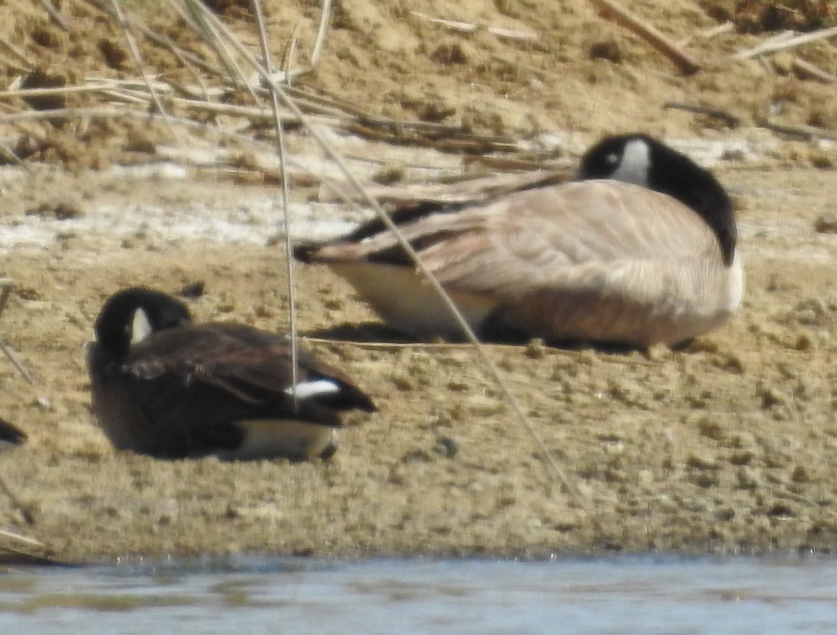 Cackling Goose - ML635455115