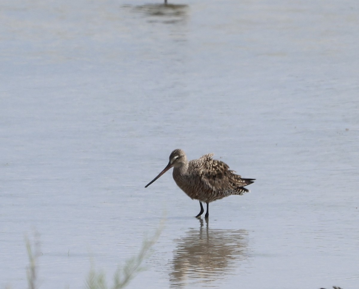Hudsonian Godwit - ML635455129