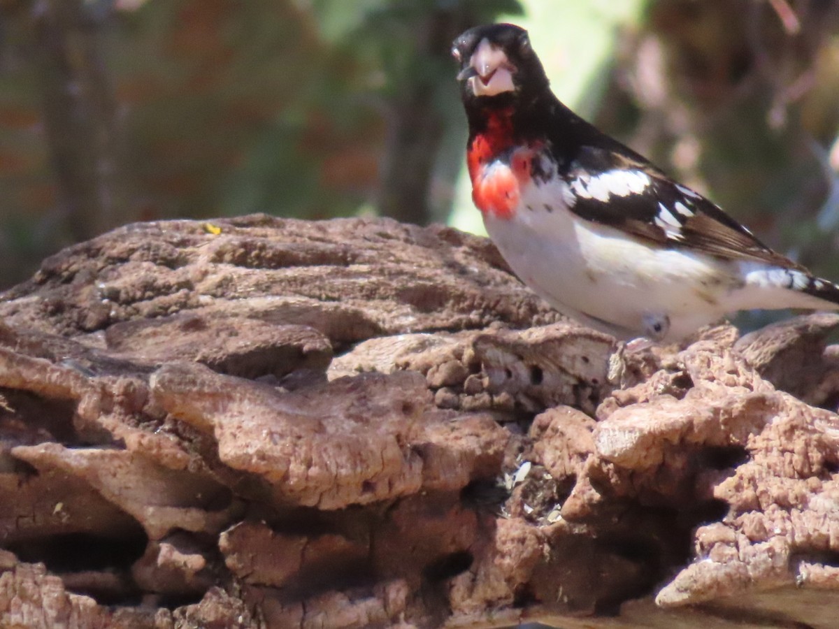 Rosenbrust-Kernknacker - ML635455219