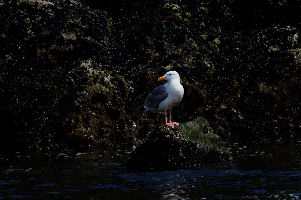 Western Gull - ML635455263