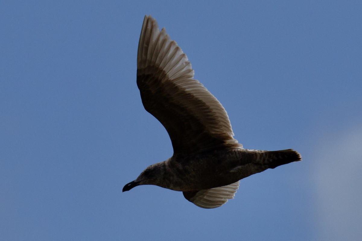 Glaucous-winged Gull - ML635455323