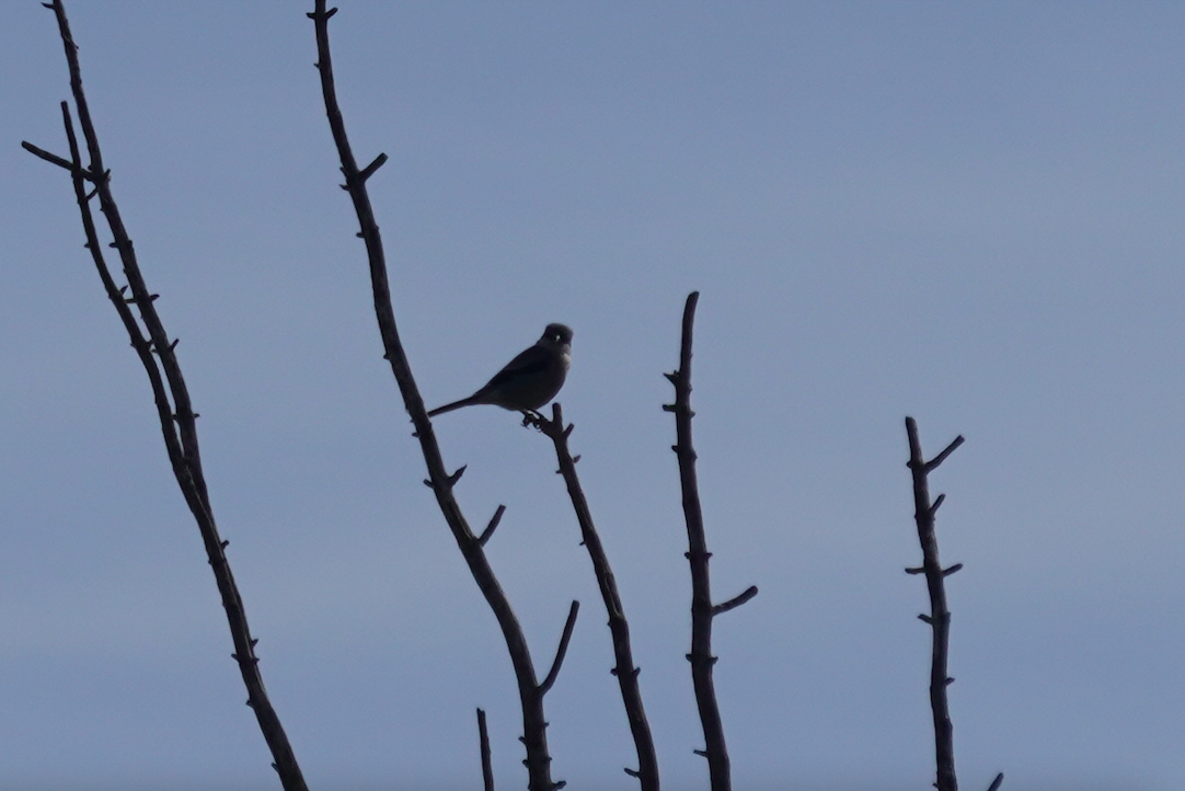 Iberian Gray Shrike - ML635455417