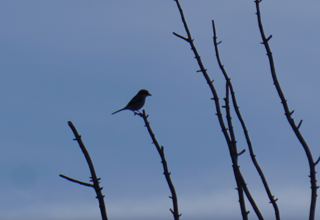 Iberian Gray Shrike - ML635455418