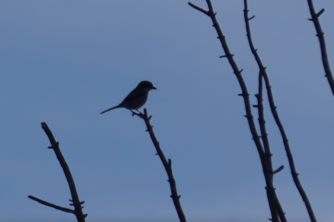 Iberian Gray Shrike - ML635455419