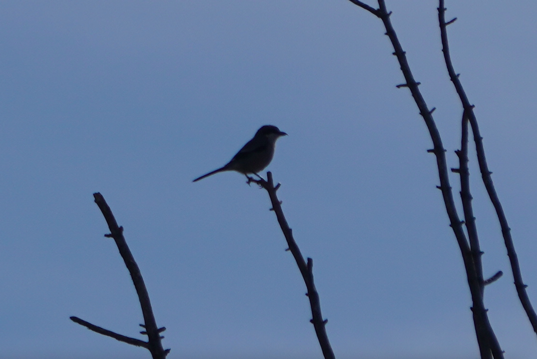 Iberian Gray Shrike - ML635455420