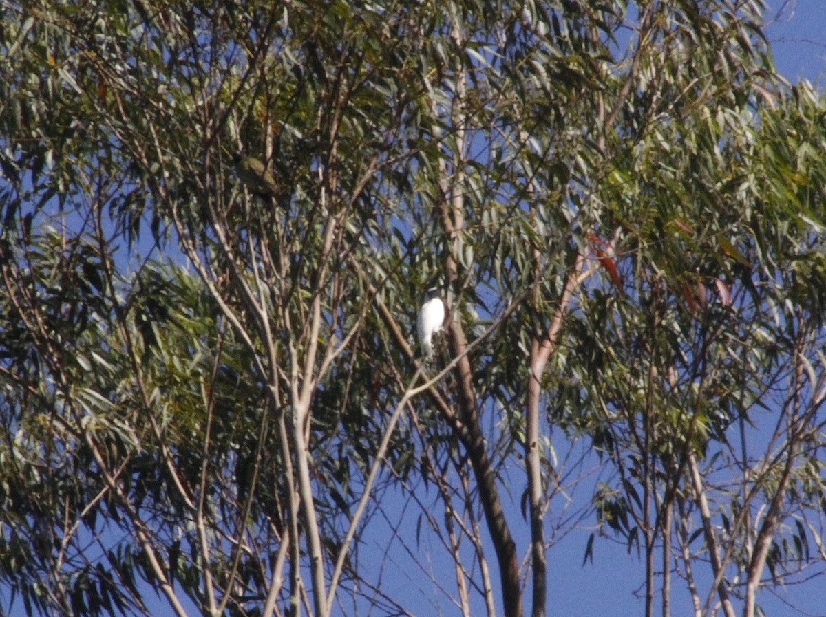 Bare-throated Bellbird - ML635455424
