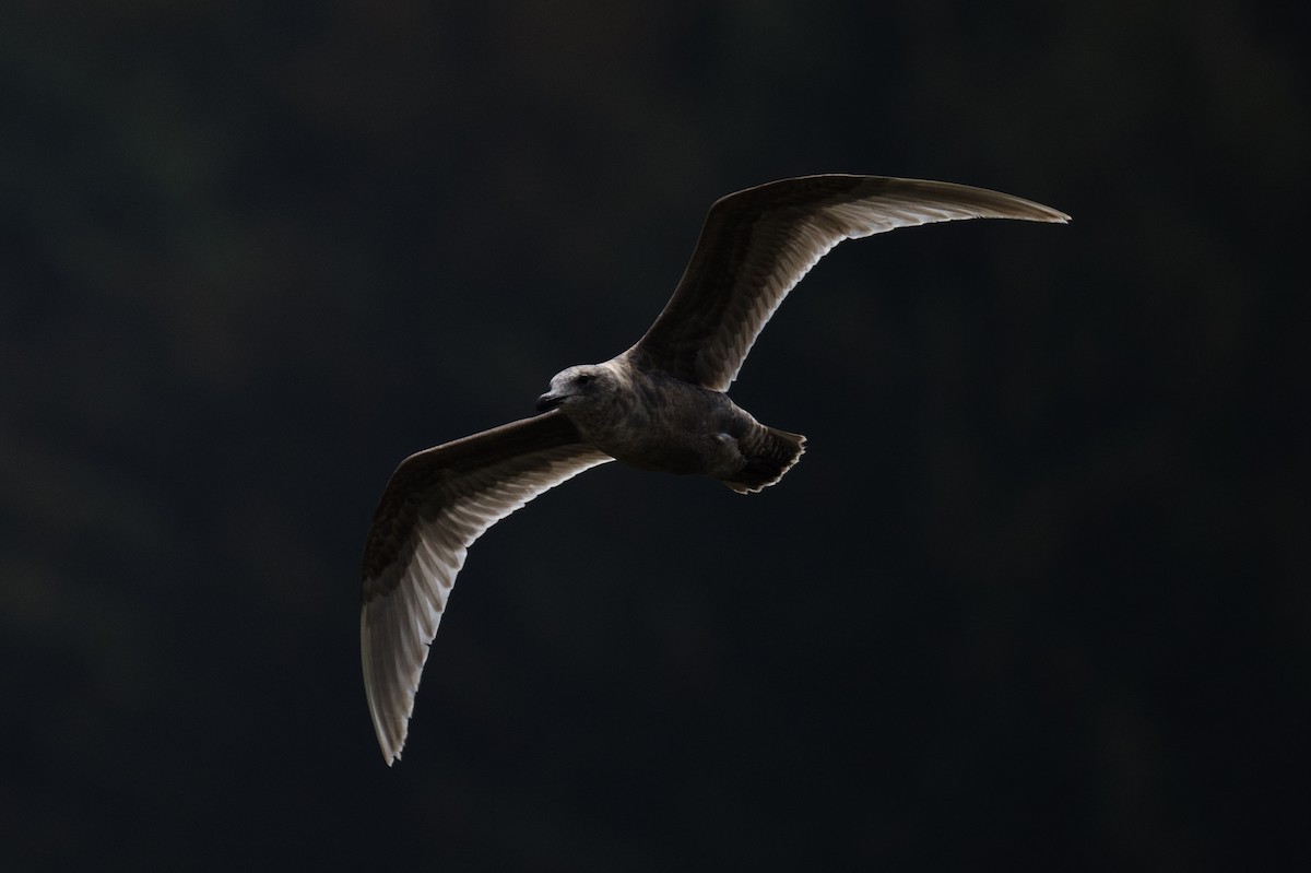 Glaucous-winged Gull - ML635455508