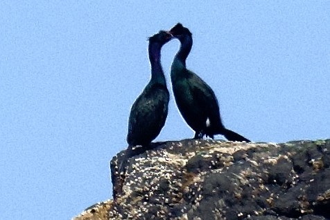 Pelagic Cormorant - ML635455618