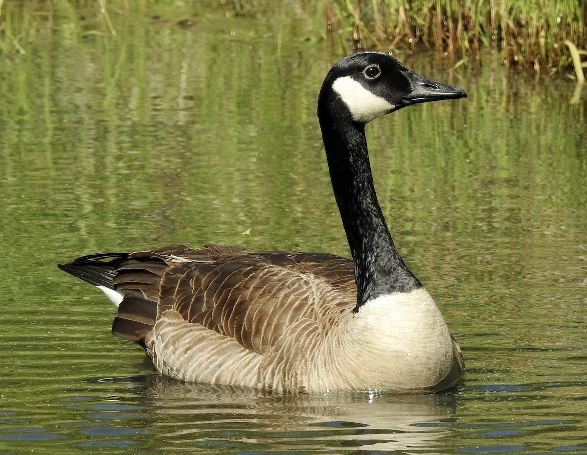 Canada Goose - ML635455650