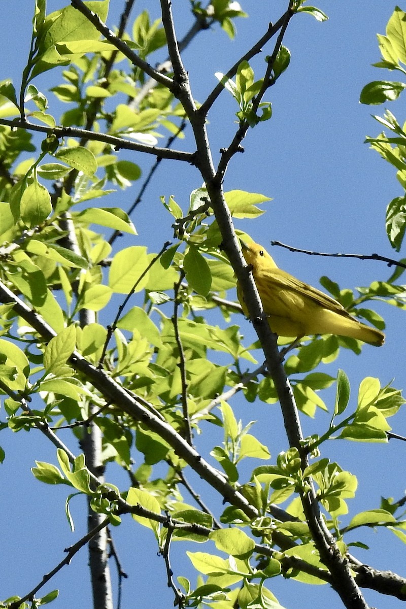 Yellow Warbler - ML635455695