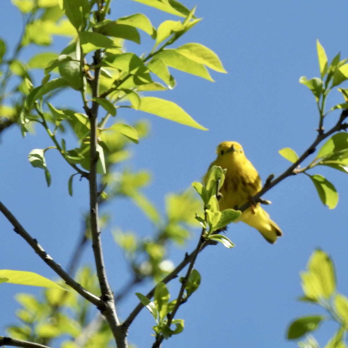 Yellow Warbler - ML635455696