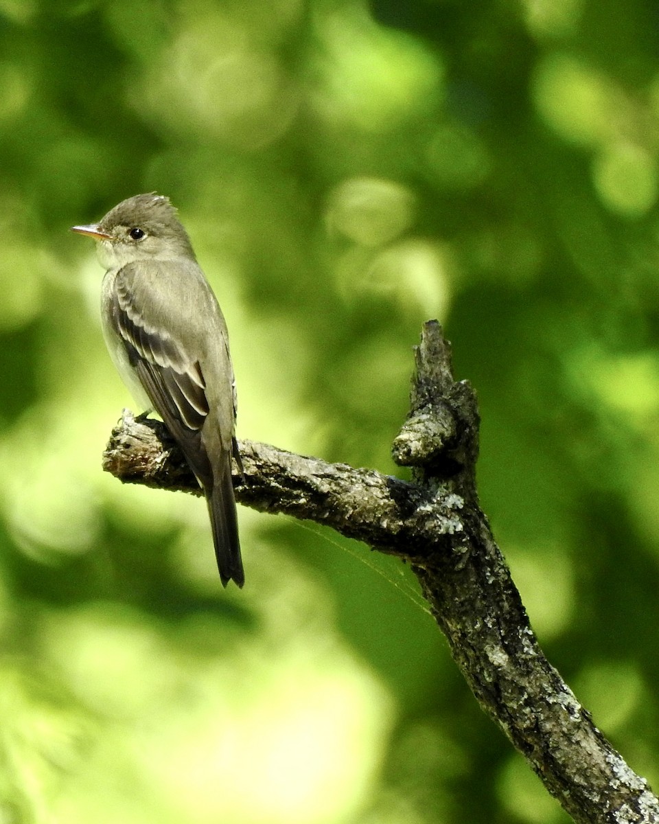 Eastern Wood-Pewee - ML635455714