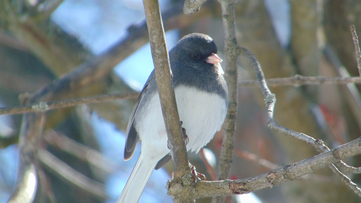 Dark-eyed Junco - ML635455742