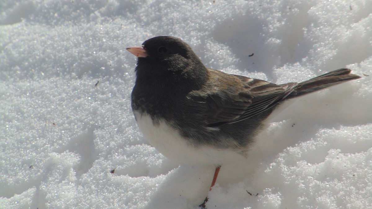 Dark-eyed Junco - ML635455796