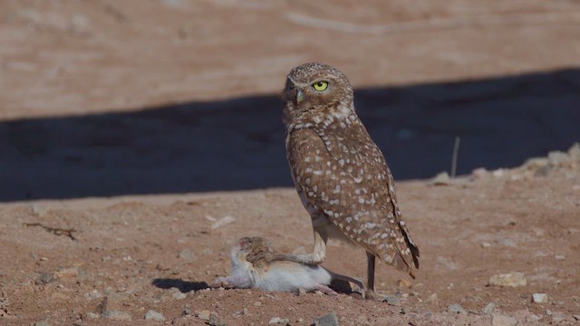 Burrowing Owl - ML635455922