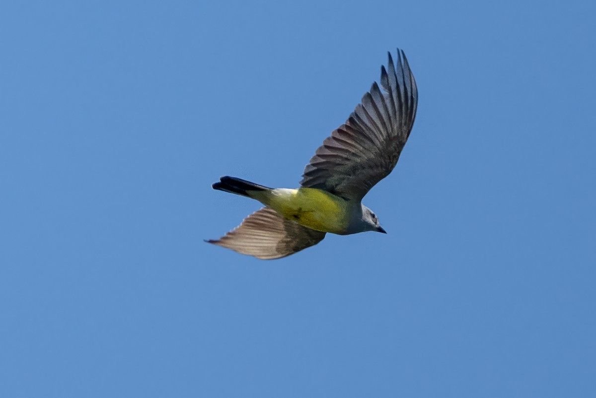 Western Kingbird - ML635456066