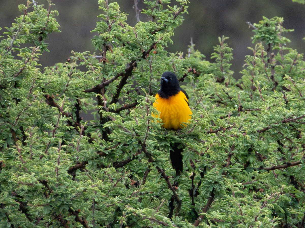 Black-vented Oriole - ML635456231