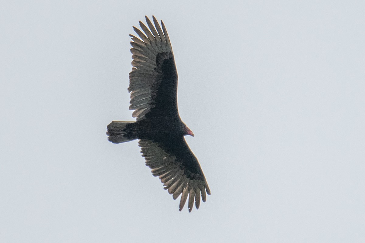 Turkey Vulture - ML635456282