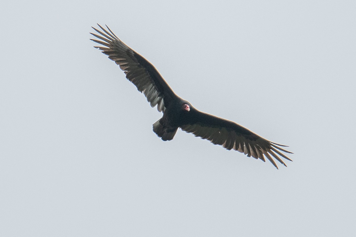Turkey Vulture - ML635456283