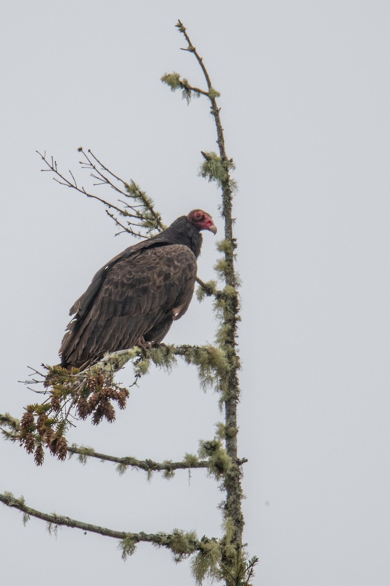 Turkey Vulture - ML635456284