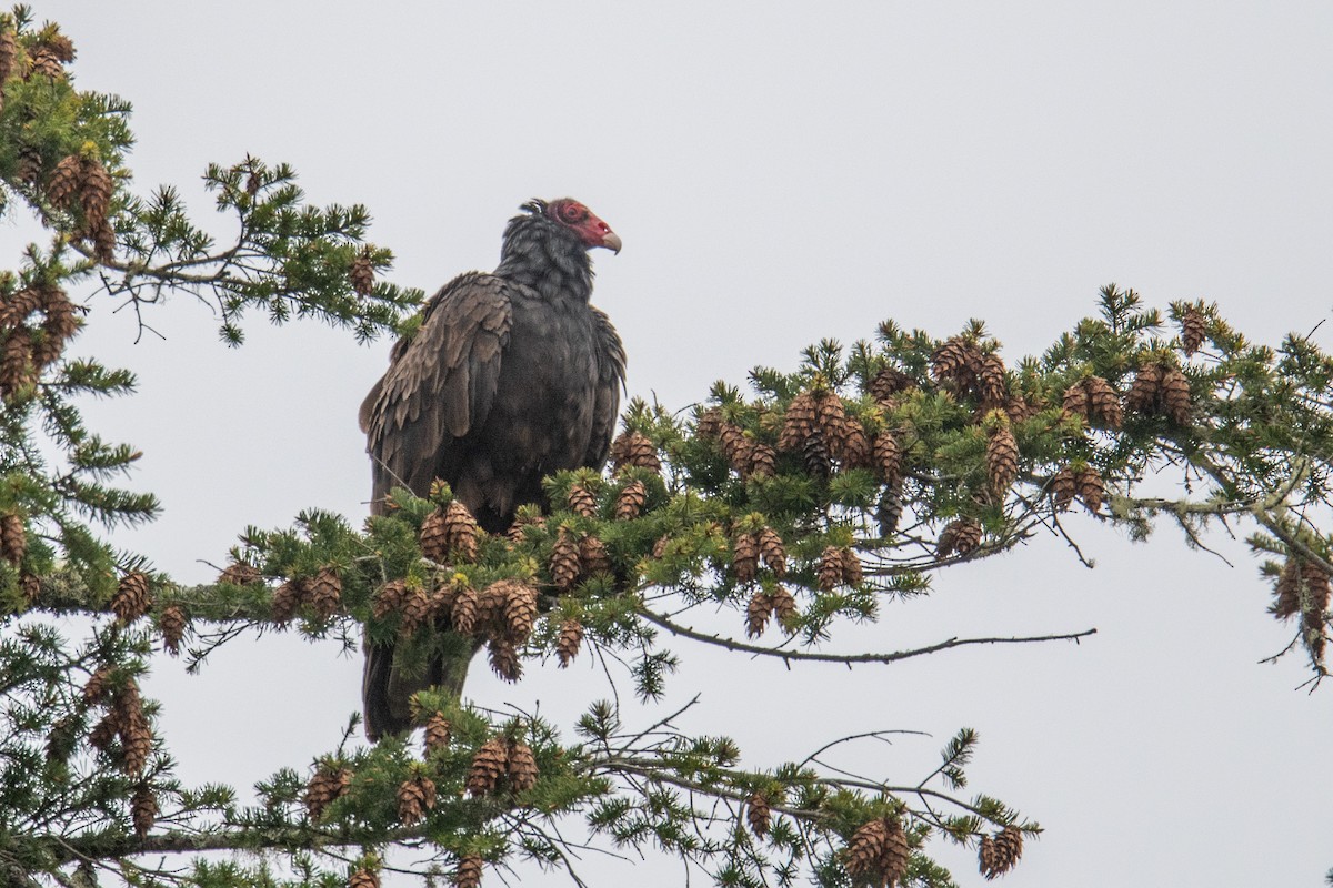 Turkey Vulture - ML635456288