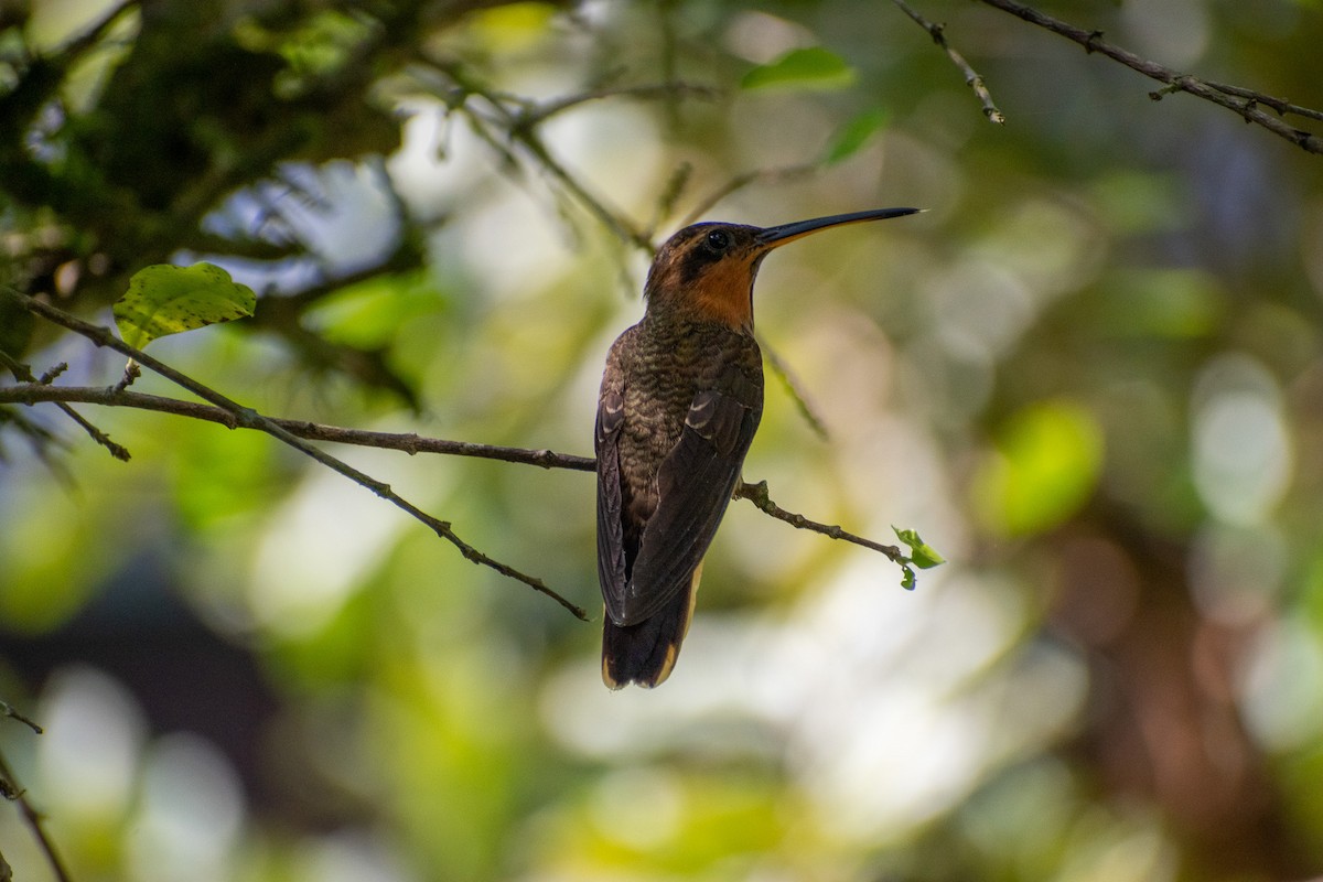 Saw-billed Hermit - ML635456295