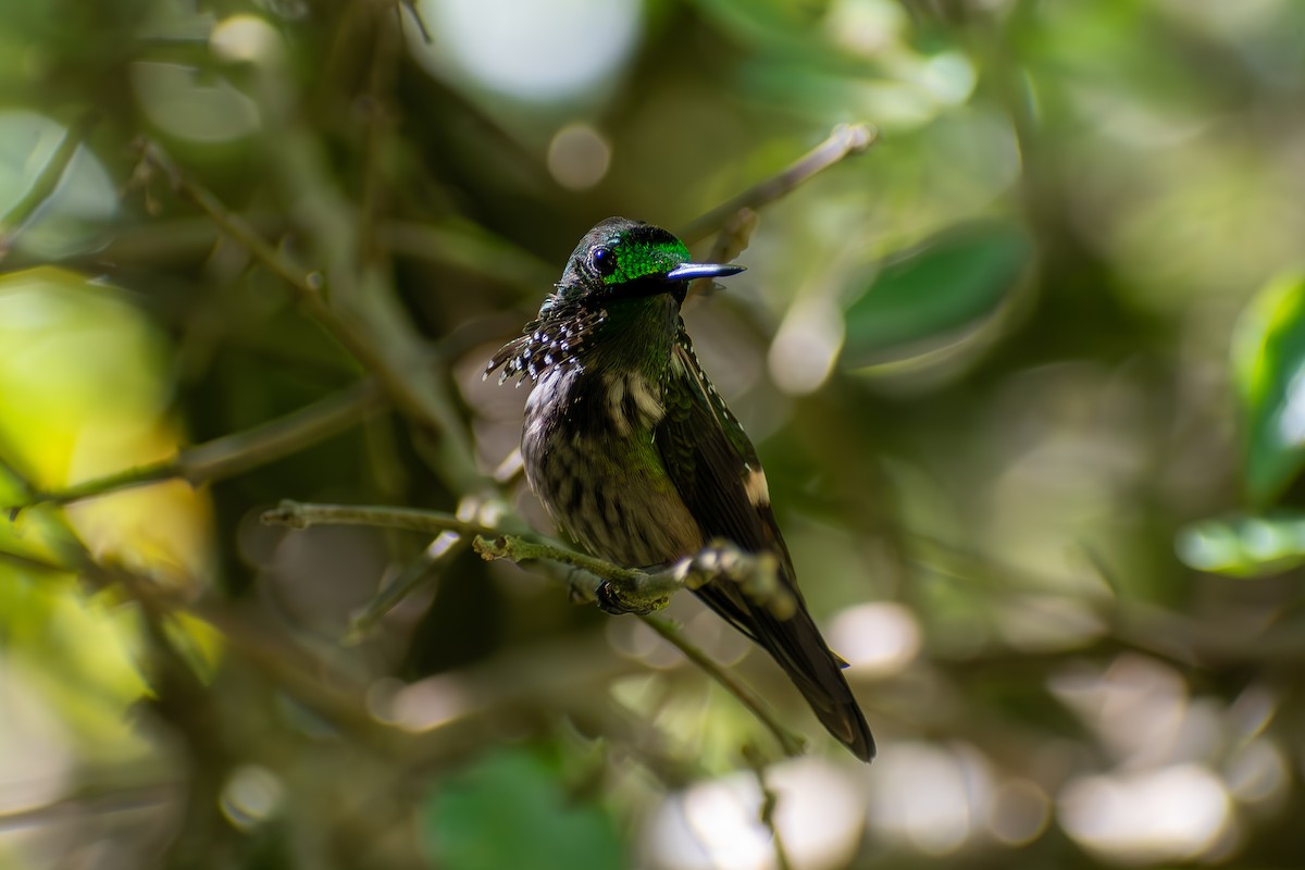 Festive Coquette - ML635456347