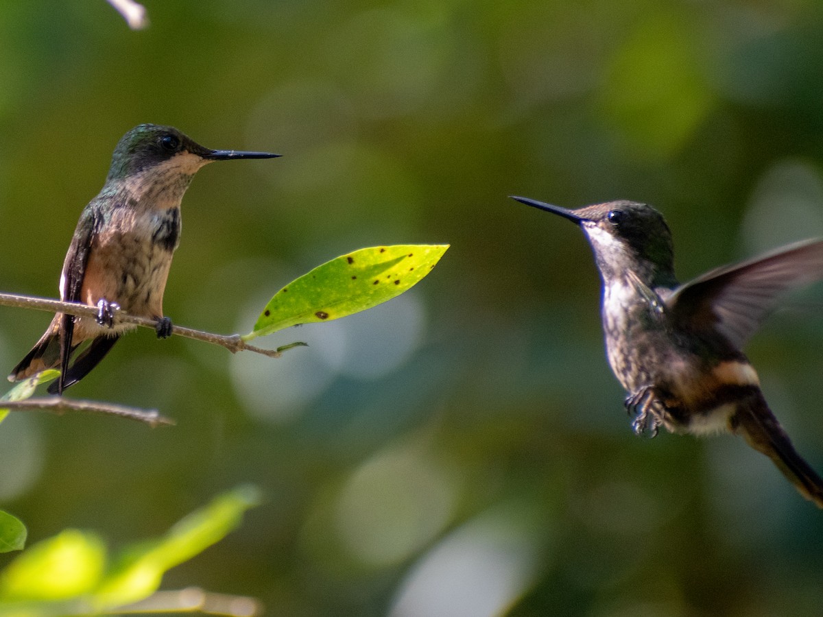 Festive Coquette - ML635456348